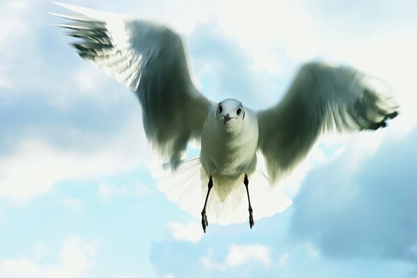 Gabbiano in volo nel cielo blu