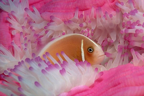 Der Fisch versteckte sich in einer rosa Anemone