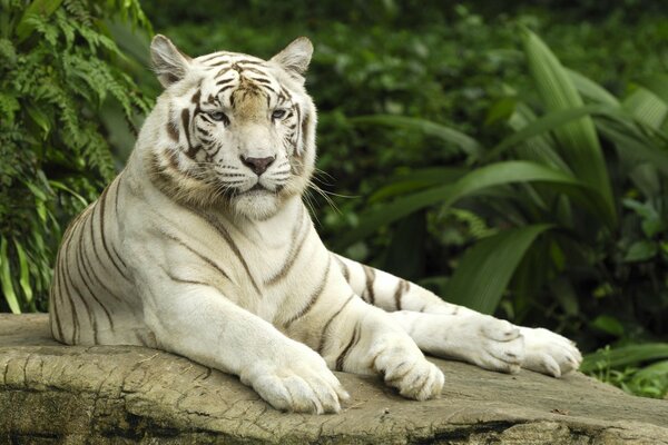 Tigre blanco con aspecto bien alimentado yace sobre una piedra