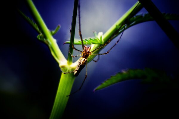 Una gran araña se sienta en una planta