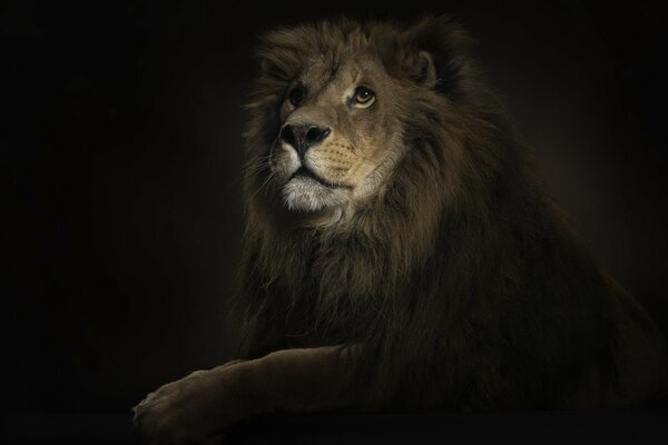 The Lion King of Beasts in the dark