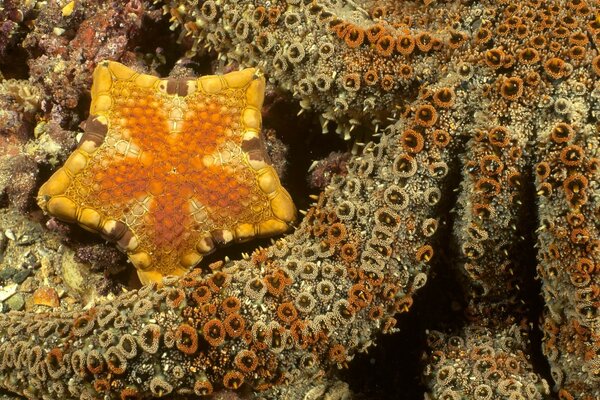 Yellow starfish and tentacles
