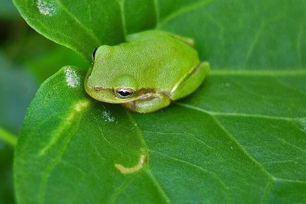 Frog on a leaf in green