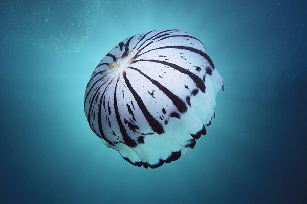 Méduse nage au milieu de la mer