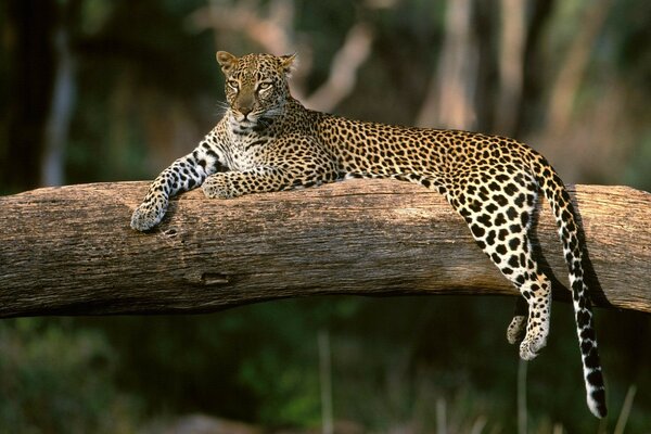 The leopard is lying on a tree resting