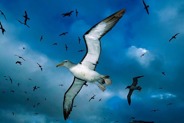 Seagulls on a background of blue clouds