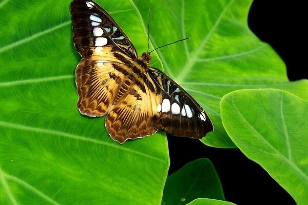 The butterfly general sits on large green leaves
