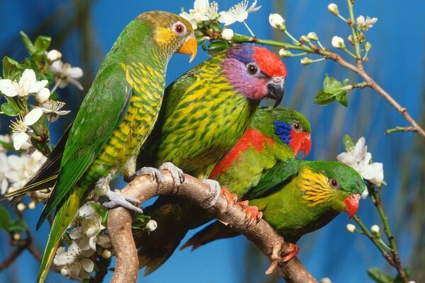 Colorful parrots are sitting on a branch