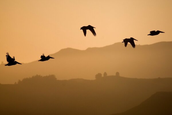 Aves volando lejos de las colinas