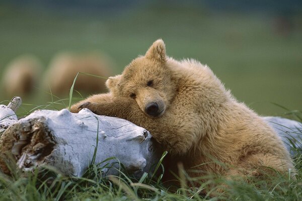 A little bear is resting on a tree