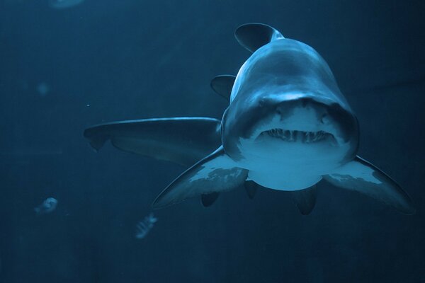 Depredador dentado de las profundidades del mar