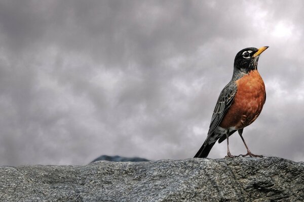 Ein Vogel sitzt auf einem Stein und bewundert die Wolken