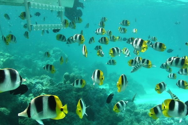 Poissons lumineux sur fond de corail