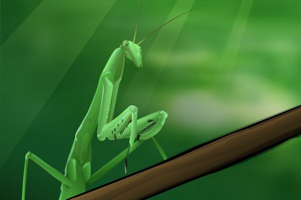Mantis verde sentado en una rama