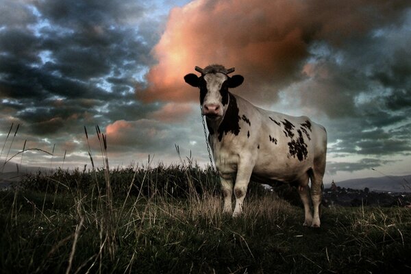 Одинокая корова под необычными облаками