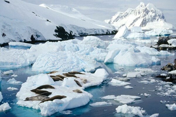 Las focas descansan en la nieve sobre el hielo