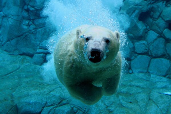 Un oso polar nadando bajo el agua