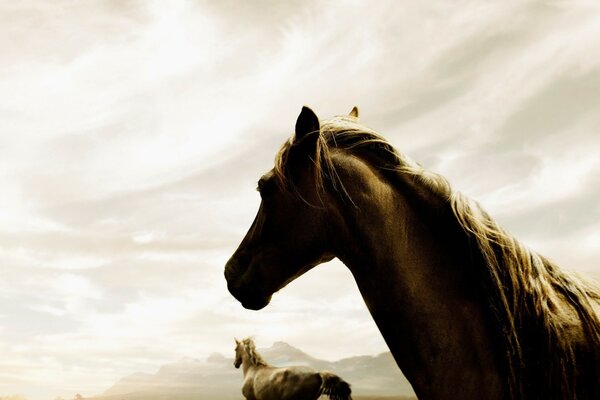 Caballos fuertes corriendo en el desierto brumoso