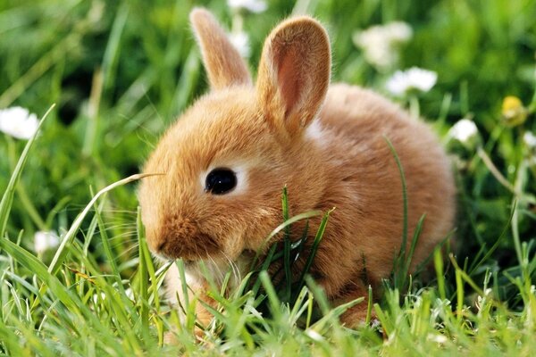 Cucciolo di coniglio prima passeggiata