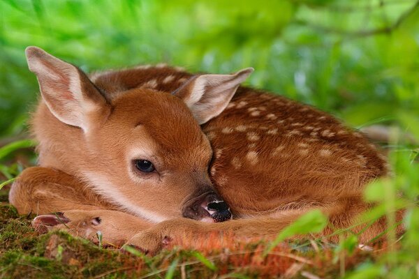 Il cerbiatto Bambi si nasconde nell erba