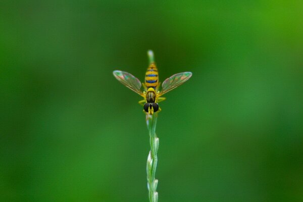 Foto de una abeja en aproximación