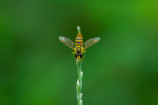 Фотография пчёлы в приближении