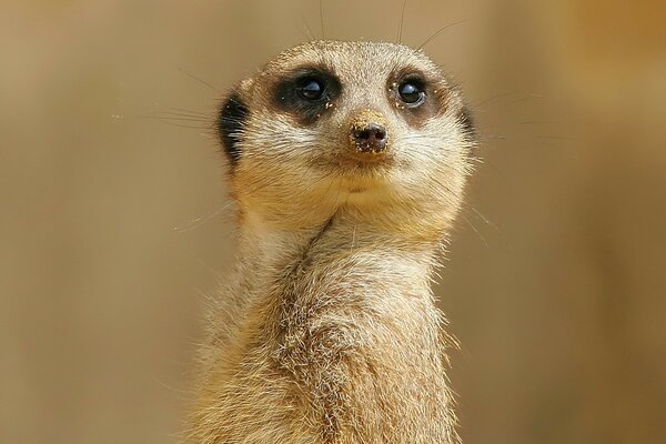 Le Suricate jette un coup d œil sur les environs sablonneux