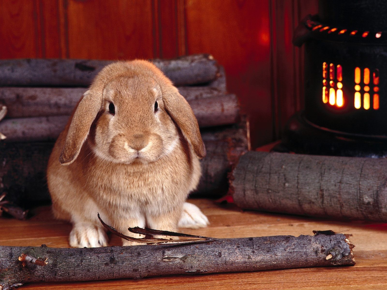 rabbit brown firewood oven