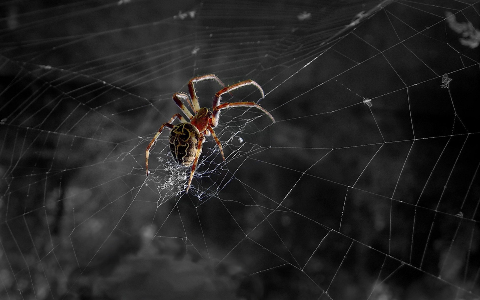 pider web black and white