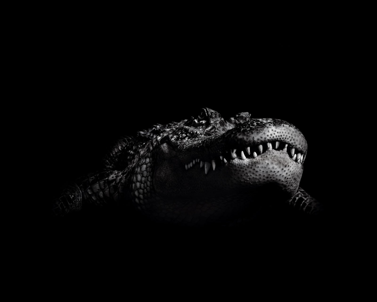 black and white crocodile