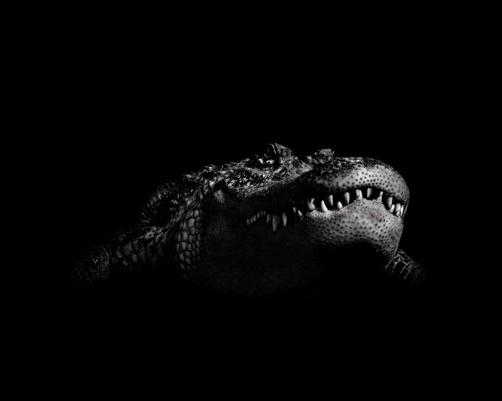 черно-белый крокодил