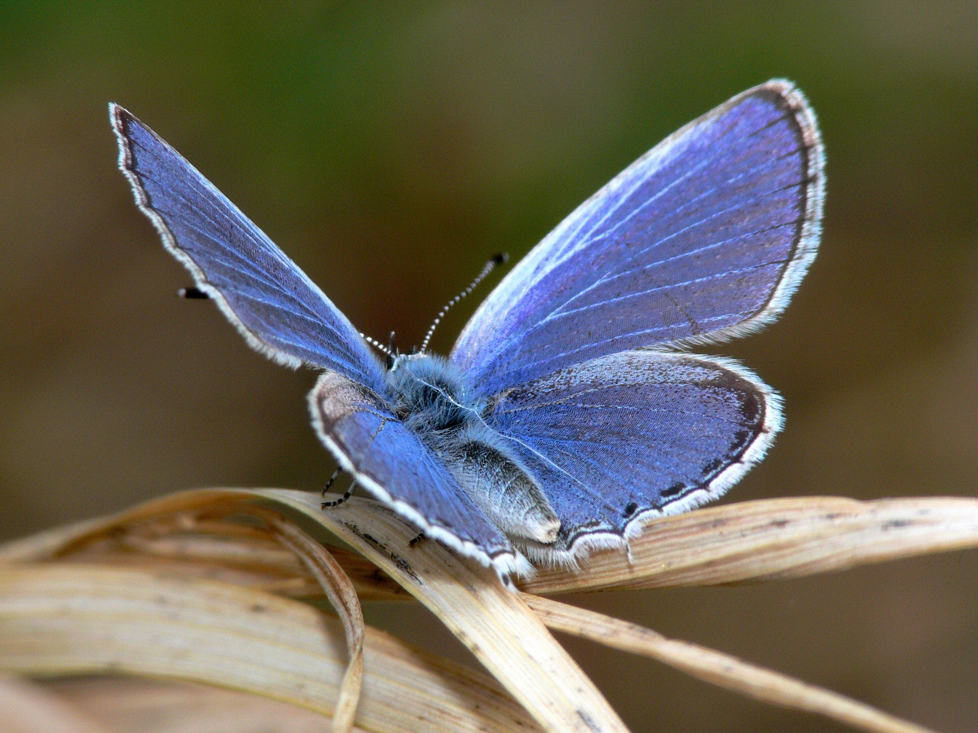 papillon feuille bleu