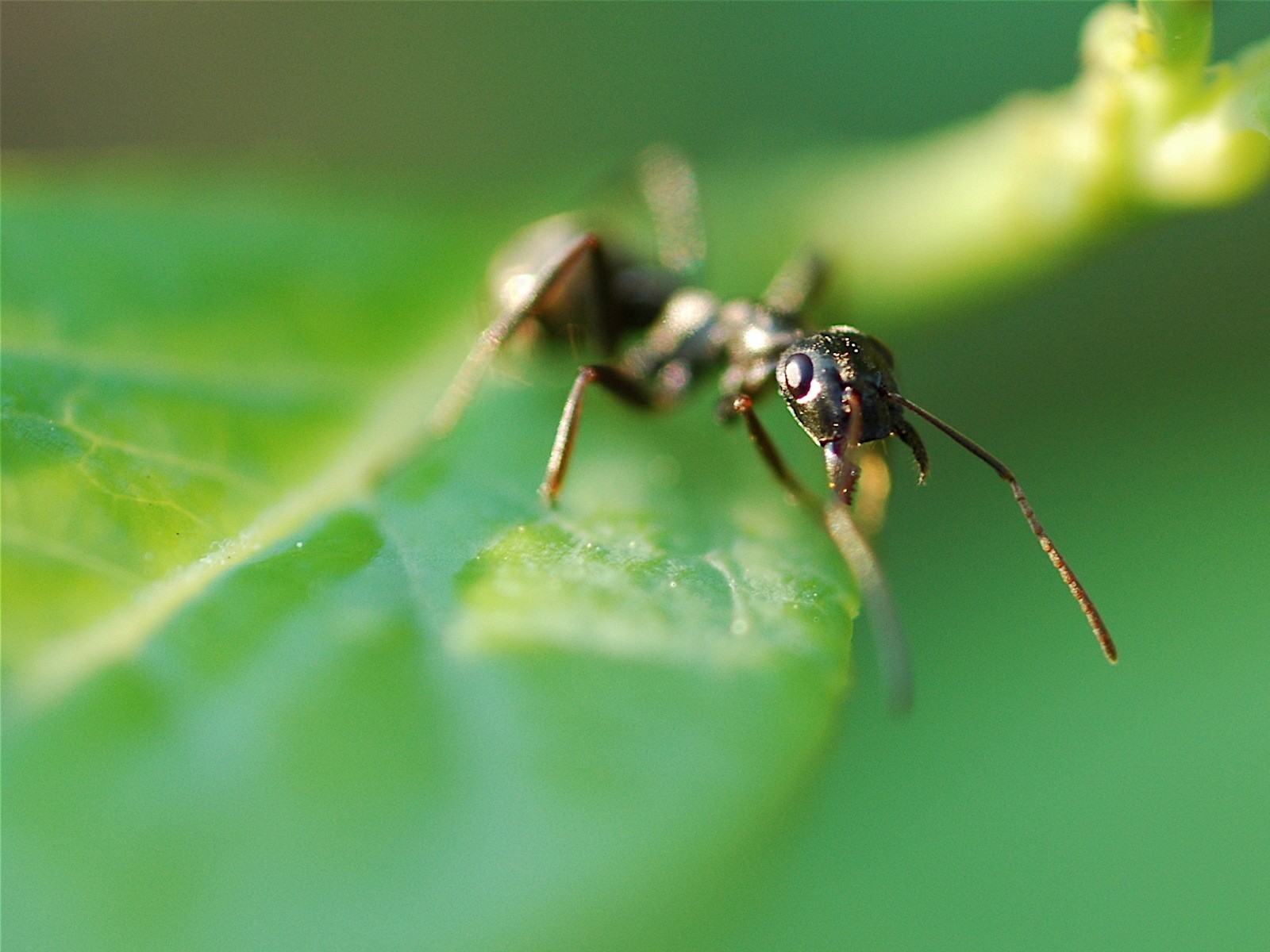 ant sheet green