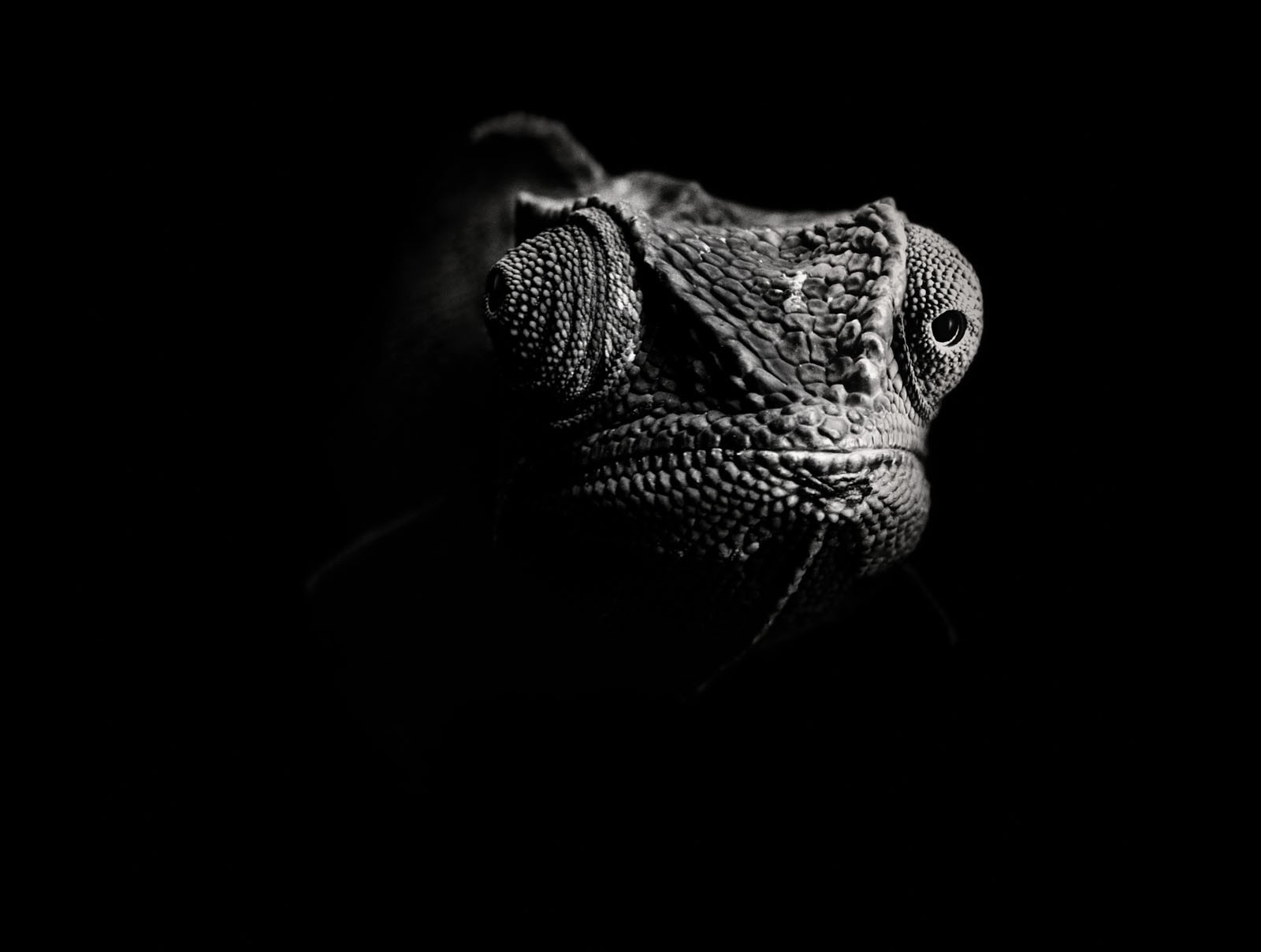 blanco y negro lagarto camaleón