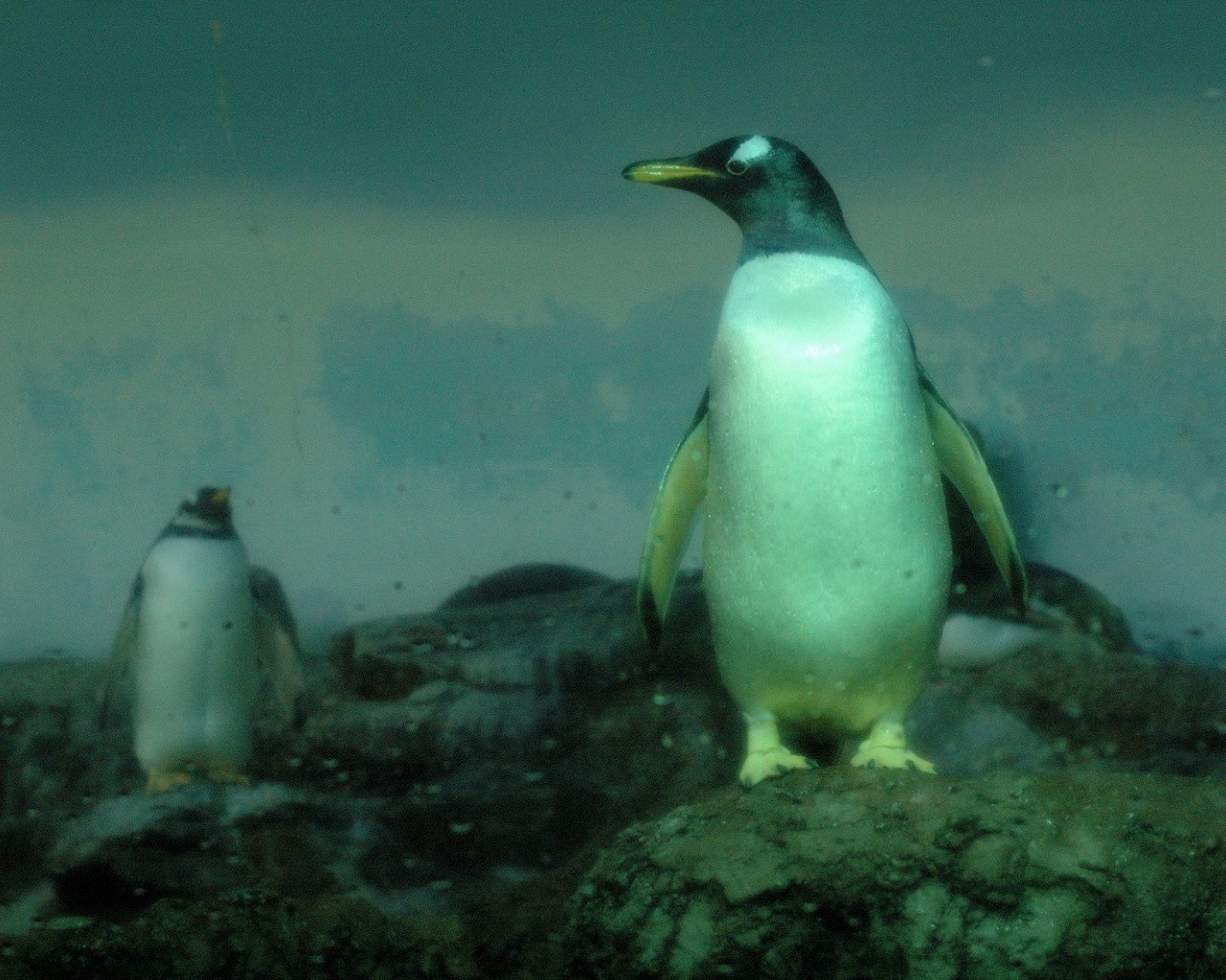 пингвины капли камни