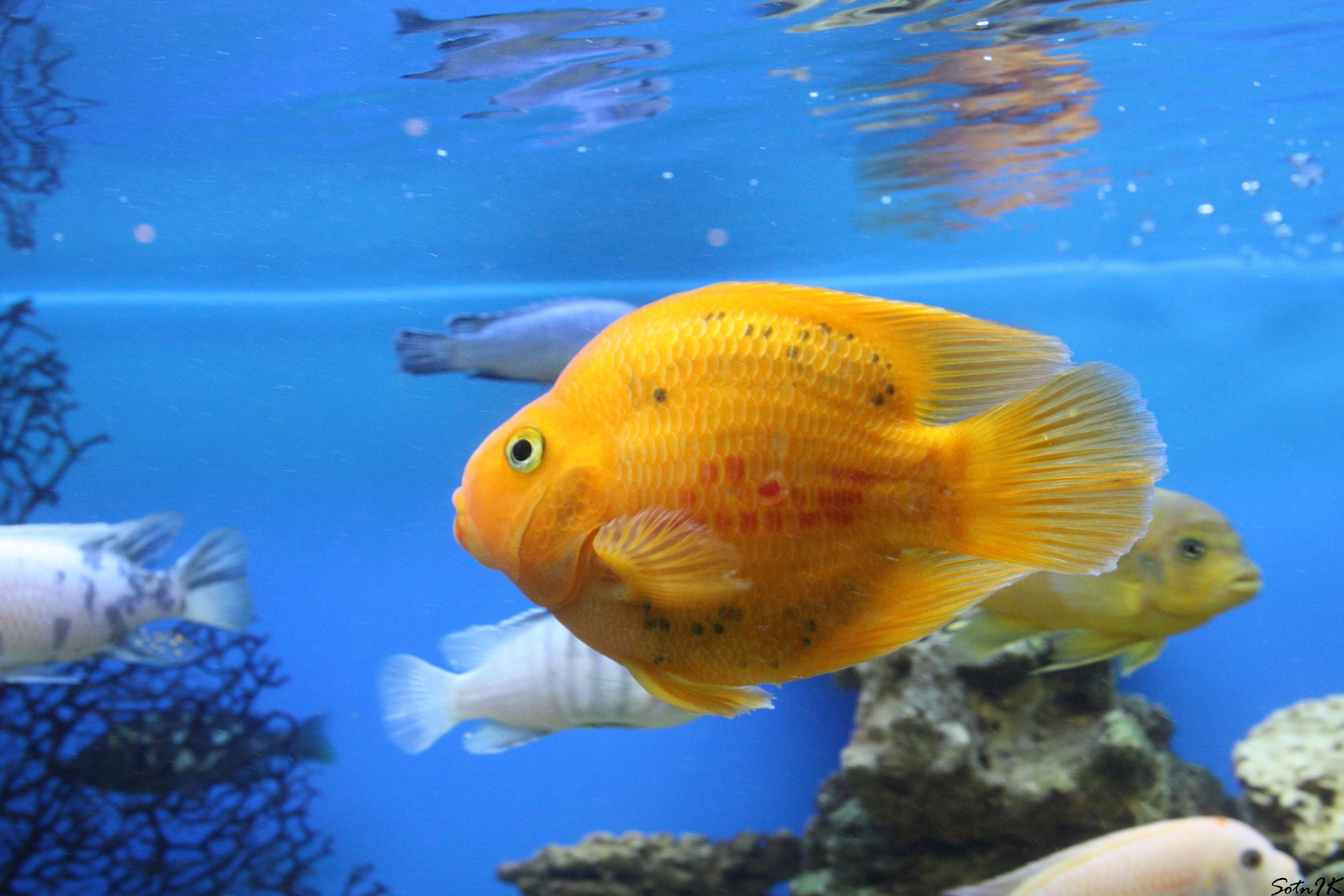 fish aquarium parrot