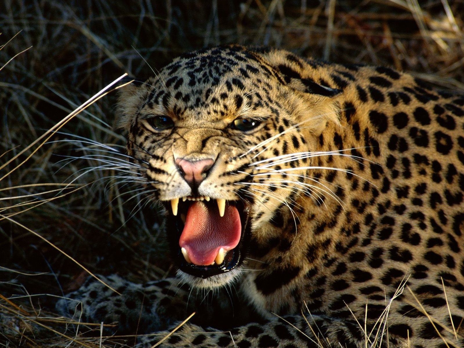 leopard grin fang