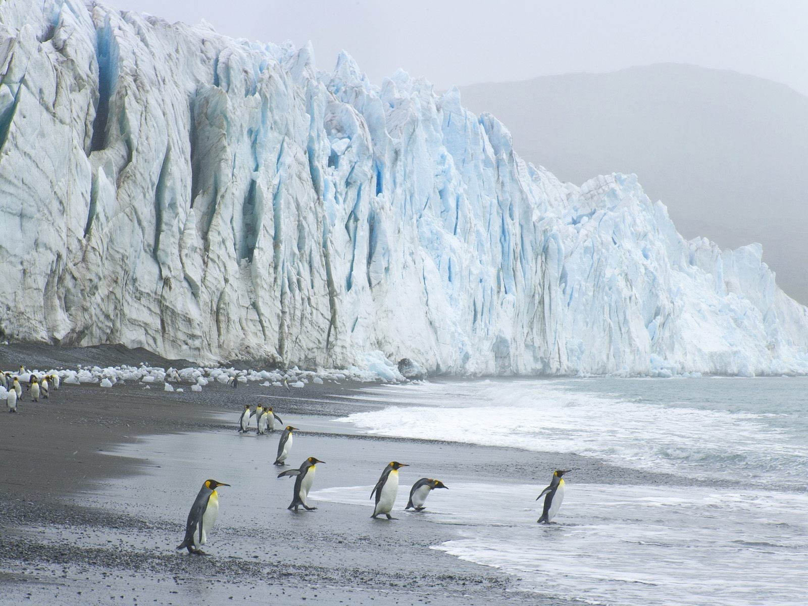 пингвины ледник волны