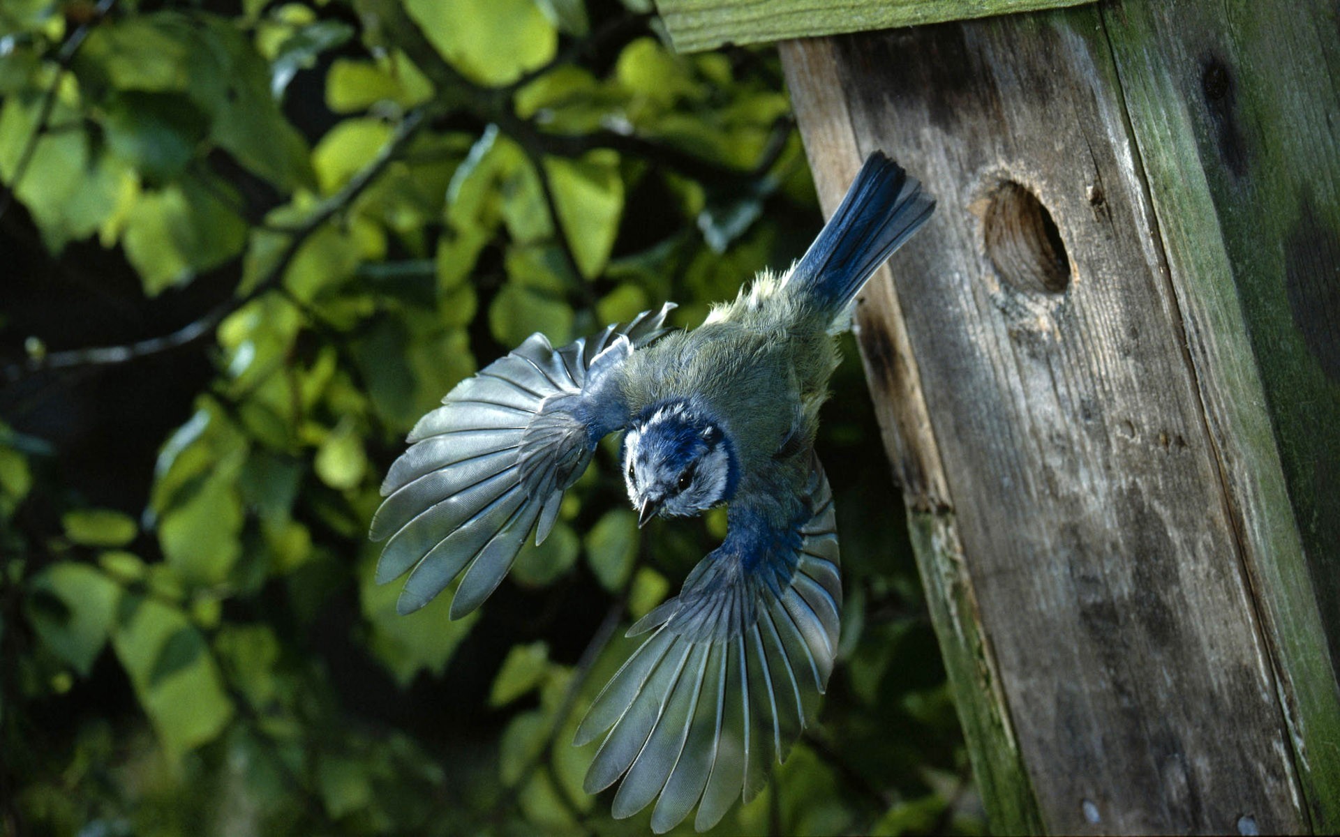 vogel haus flug