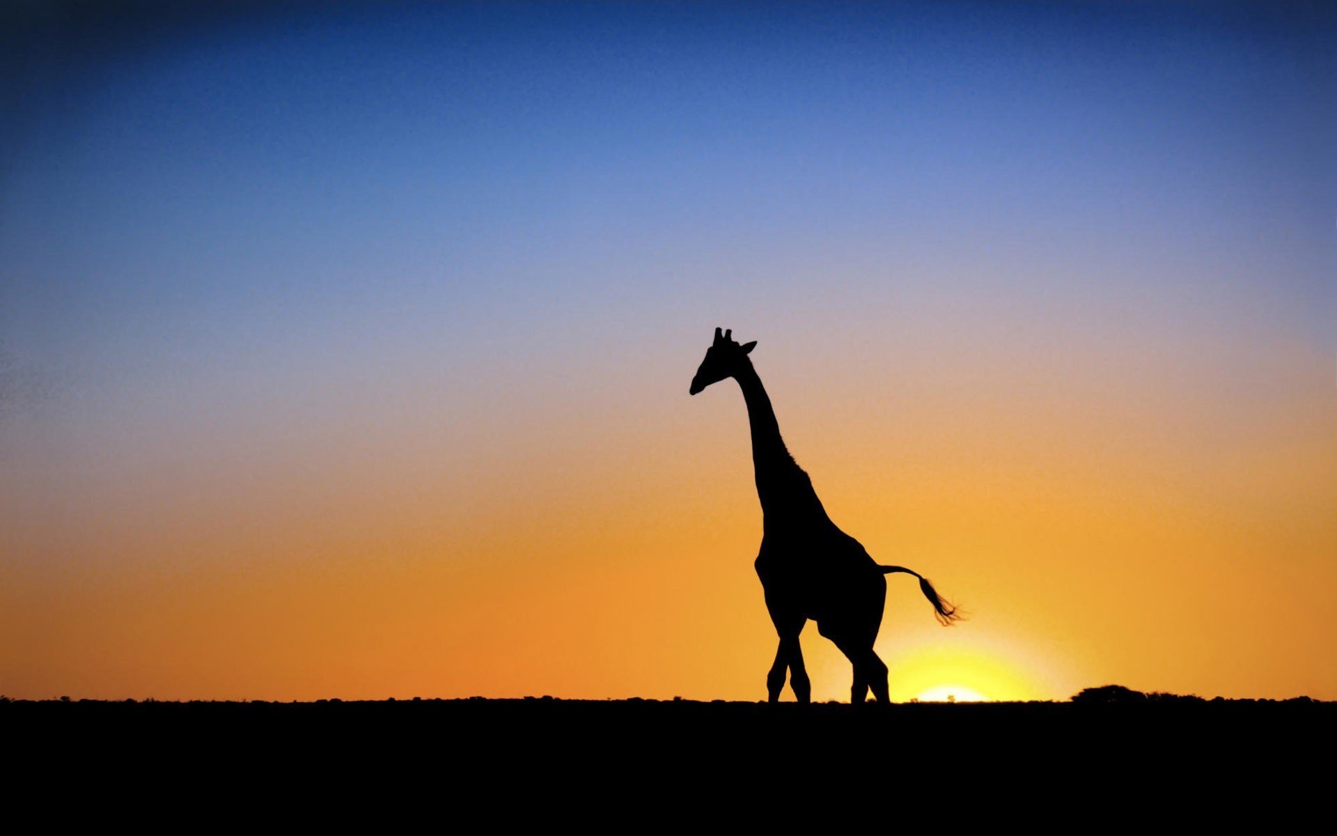 sonne giraffe sonnenuntergang