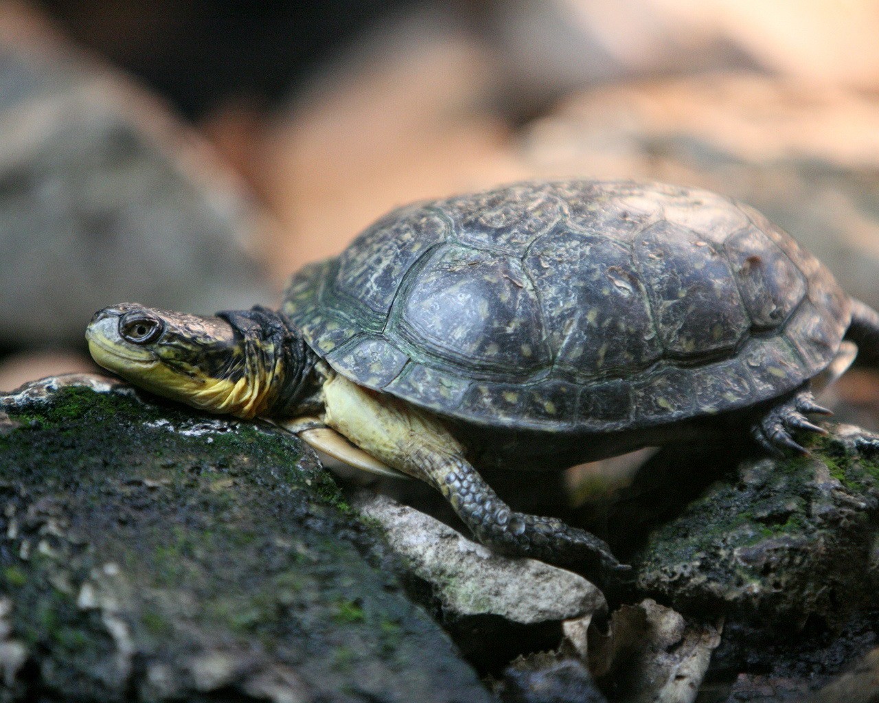 tortuga piedras