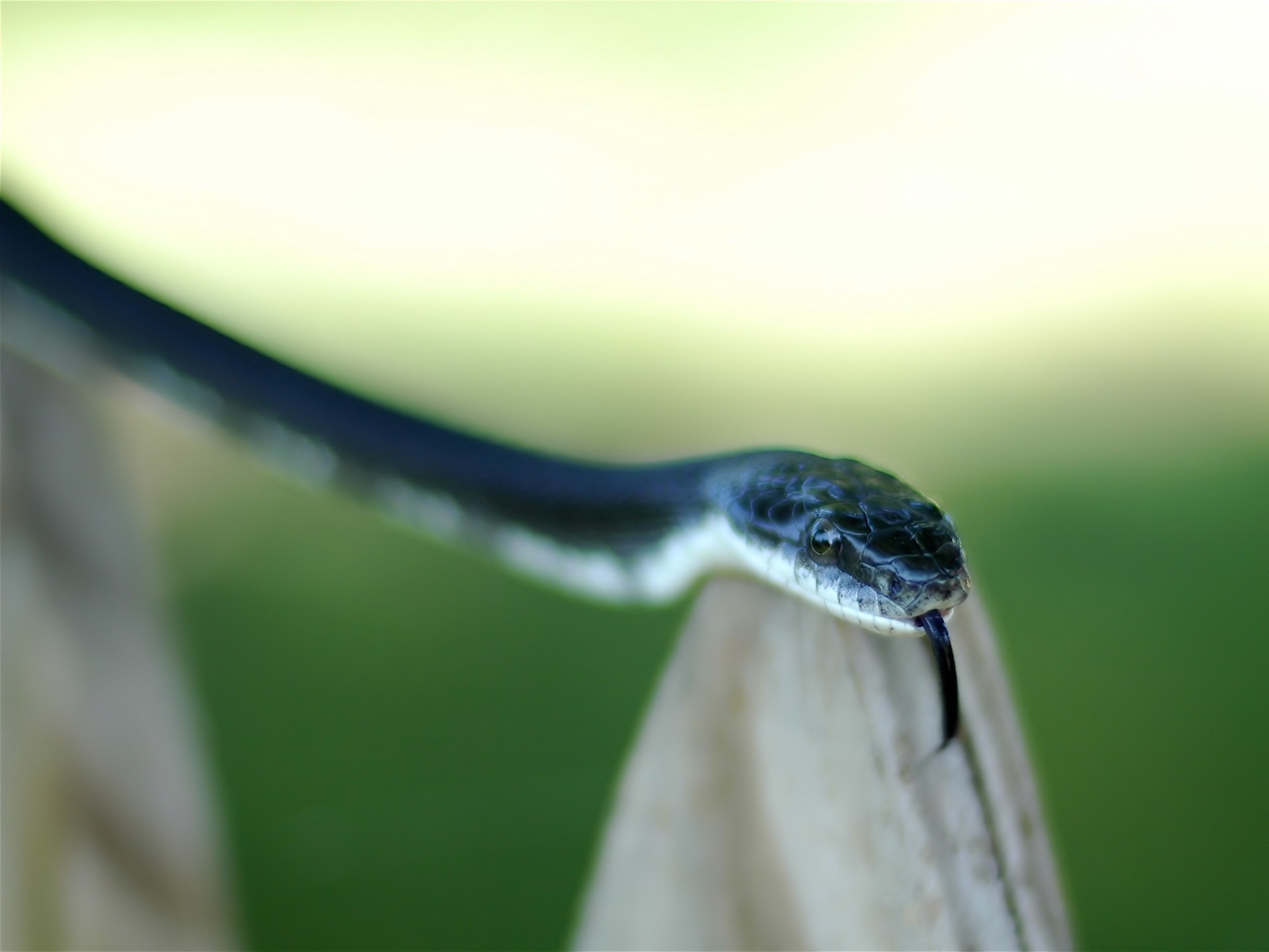 serpiente lengua verde