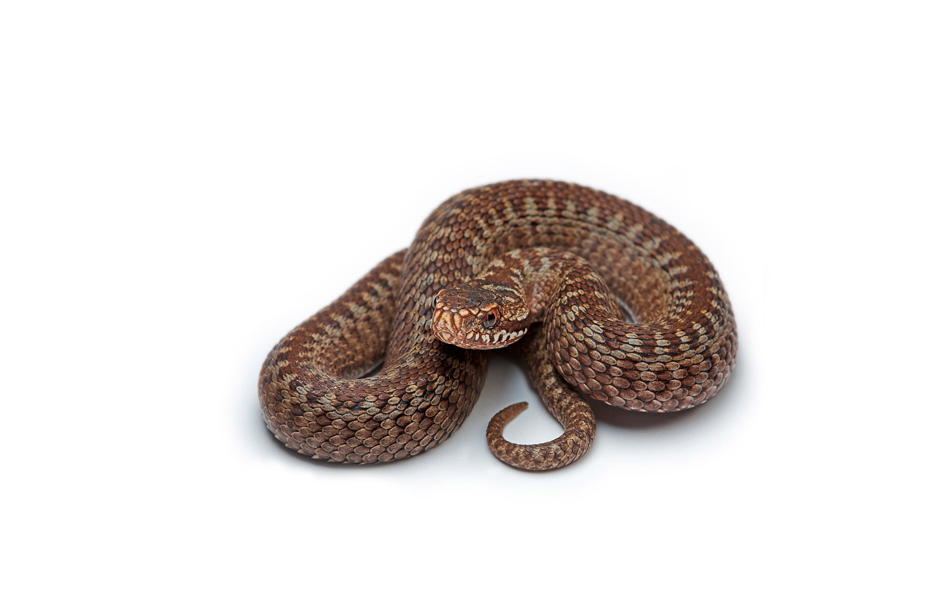 змея коричневая белый фон
