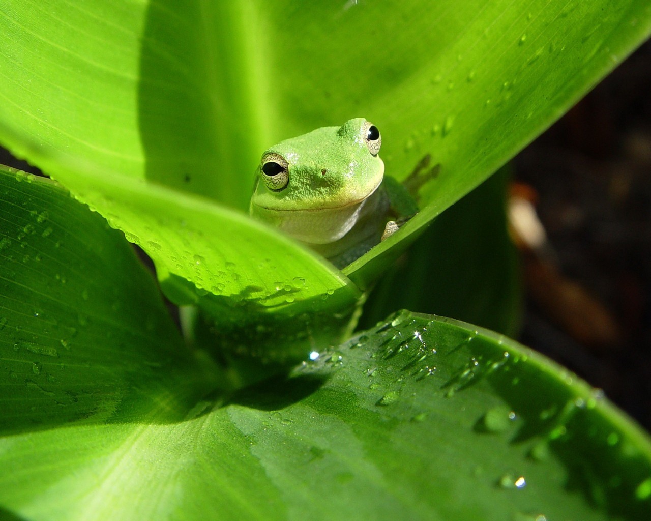 leaves green frog