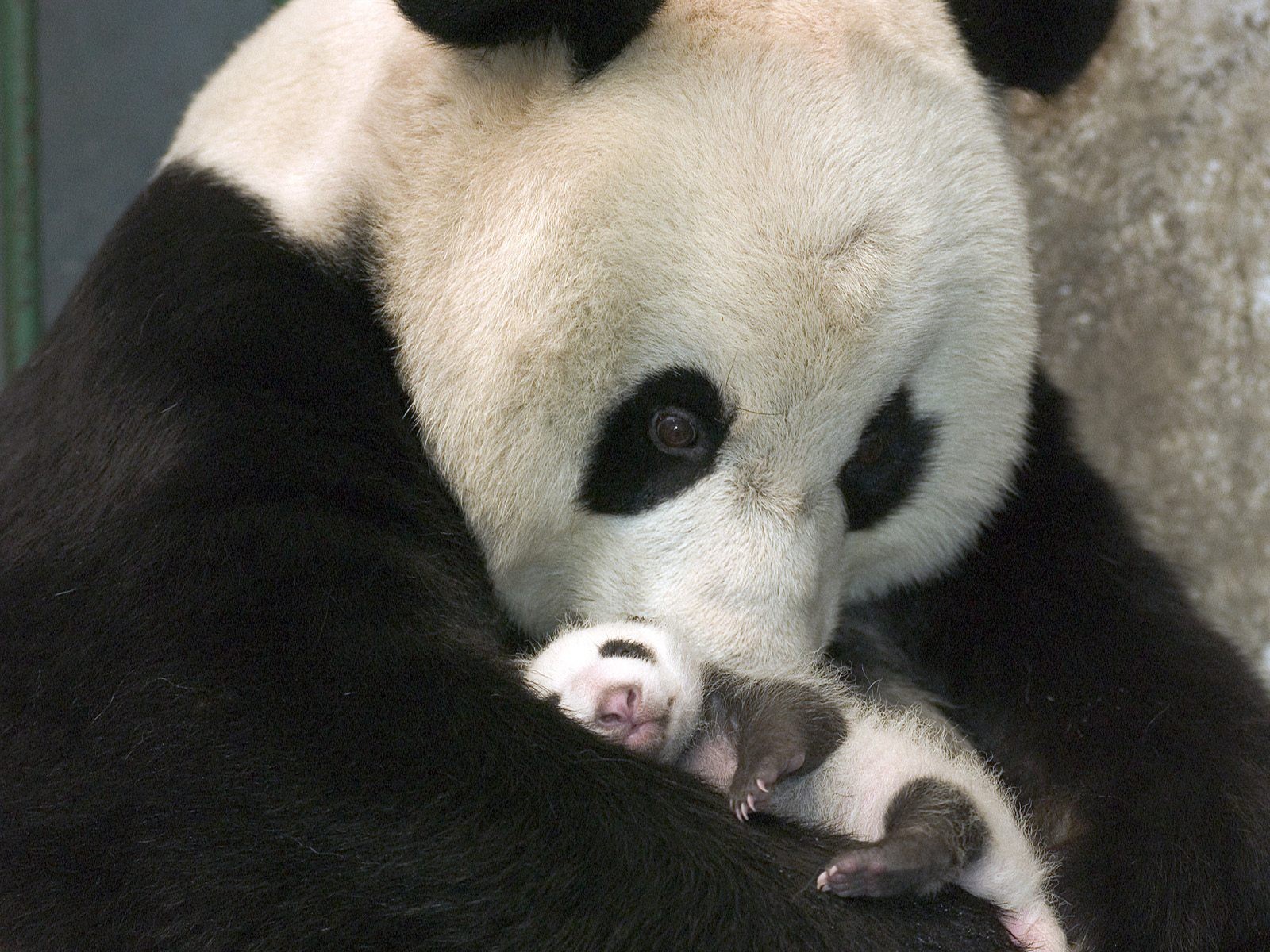 panda orso in bianco e nero