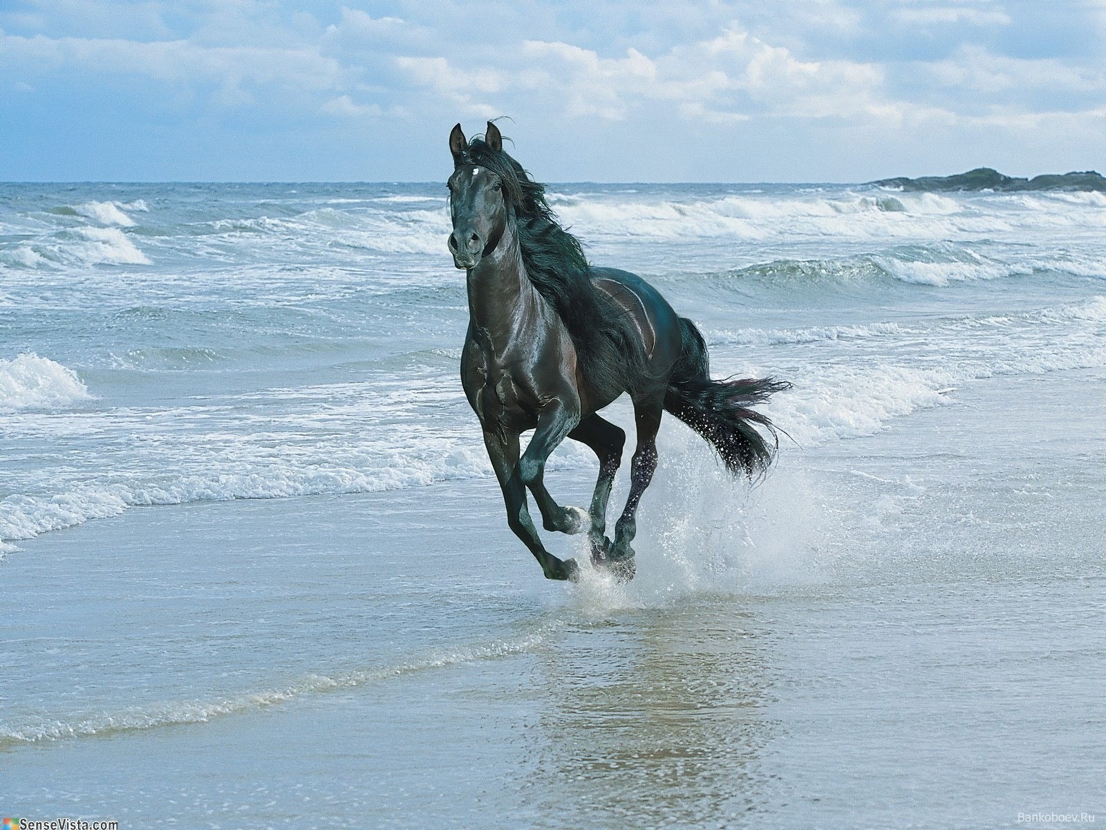 волны море лошадь