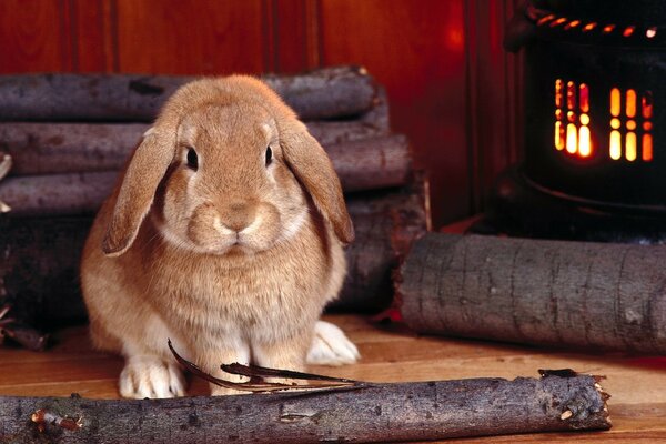 Big-eared rabbit at the stove with logs