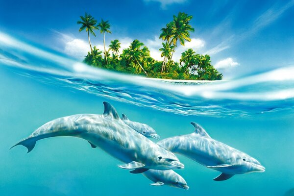 Delfine im Wasser neben der Insel