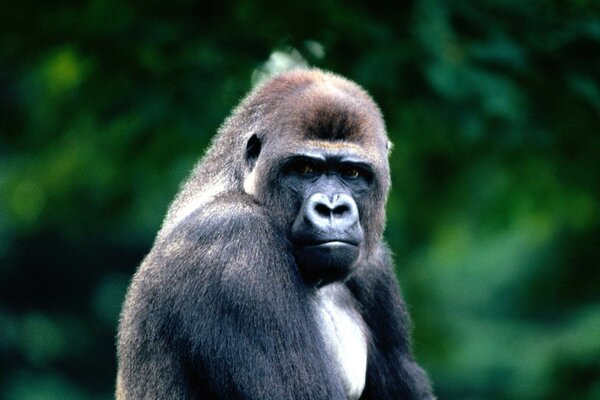 A black serious gorilla is watching