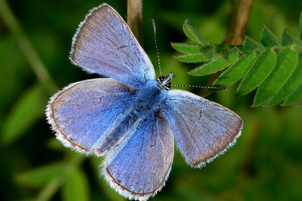 Blauer Schmetterling unter grünen Blättern